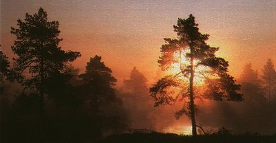 Abends im Moor