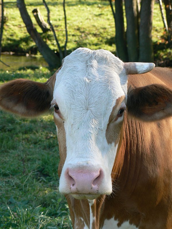 Photo Gallery: Asymmetrically Cow