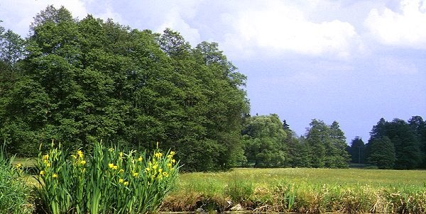 Wasserschwertlilien an einem Weiher im Fichtelgebirge