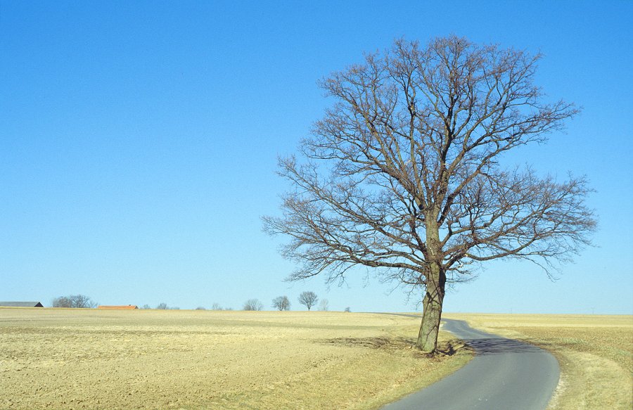 Baum in der Feldflur zwischen Neuenreuth und Stemmas