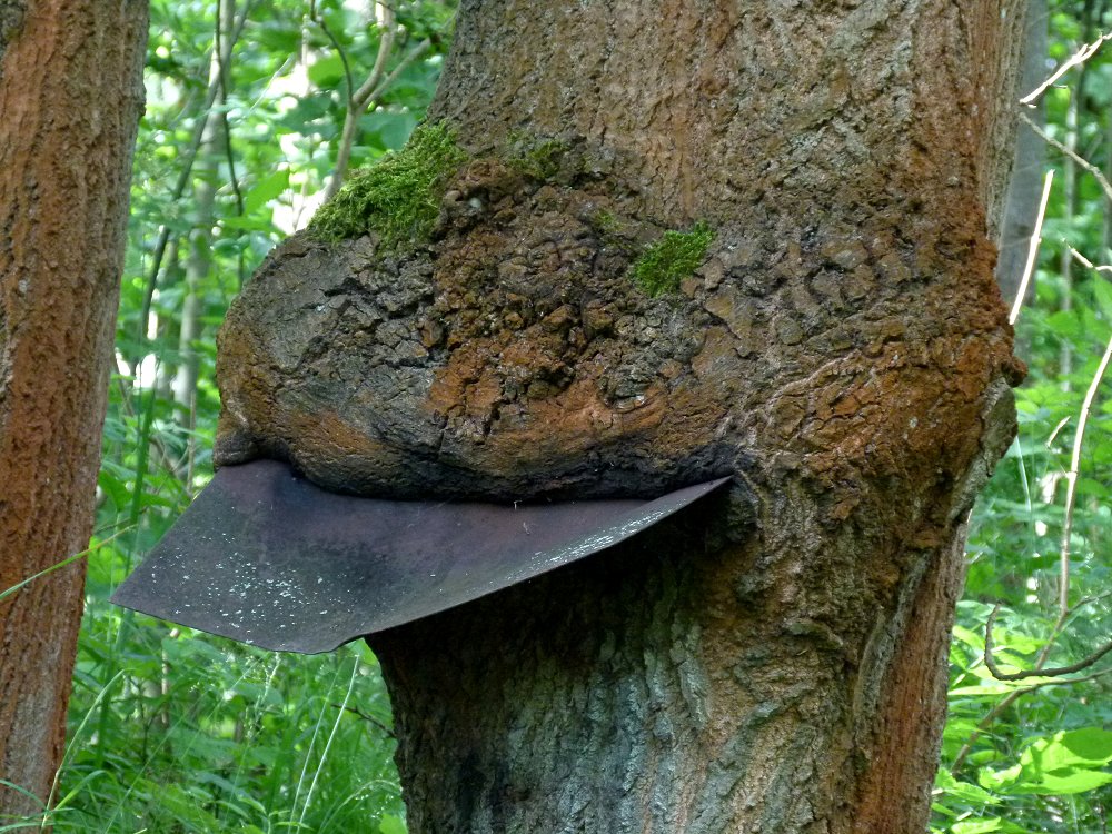 In einen Baum eingewachsenes Blech in Markhausen an der Eger