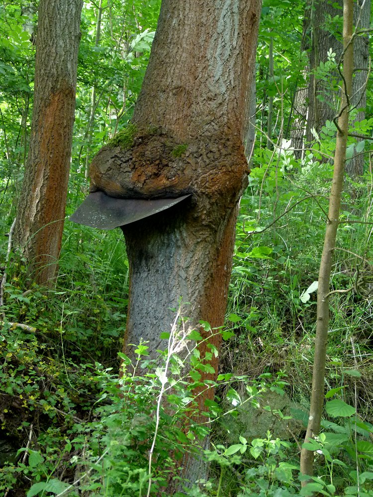 Baum mit eingewachsenem Blech in Tschechien
