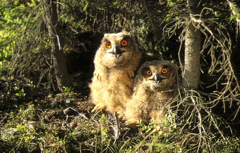 Young Eagle Owls (Bubo bubo)
