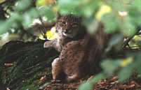 Young Lynx