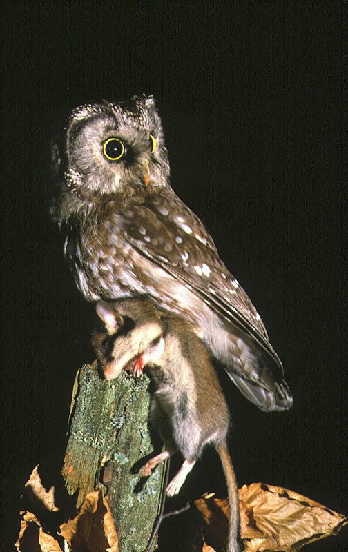Boreal Owl / Tengmalm's Owl (Aegolius funereus) prey: Garden Dormouse (Eliomys quercinus)