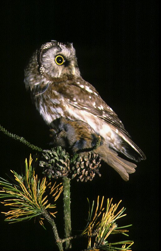 Boreal Owl / Tengmalm's Owl (Aegolius funereus) prey: Dunnock (Prunella modularis)