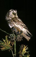Boreal Owl (Aegolius funereus) with Dunnock (Prunella modularis)