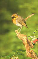 Robin, Redbreast (Erithacus rubecula)
