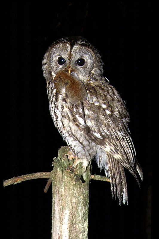 Tawny Owl with Bank Vole (Clethrionomys glareolus)