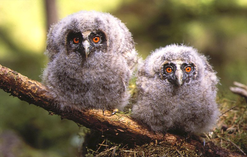 Long-Eared Owls (Asio otus)