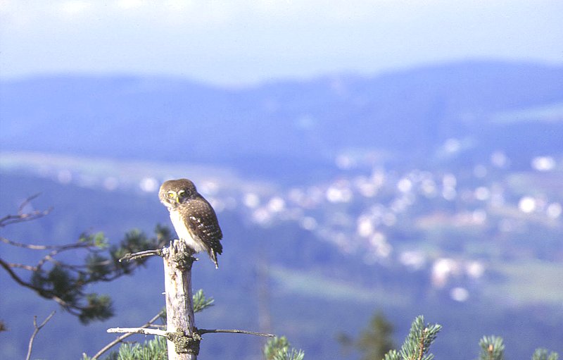 Eurasian Pygmy Owl near Bischofsgruen (Bischofsgrün)
