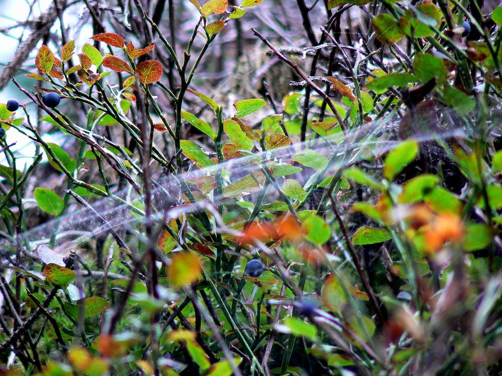 Spinnennetz im Heidelbeerkraut