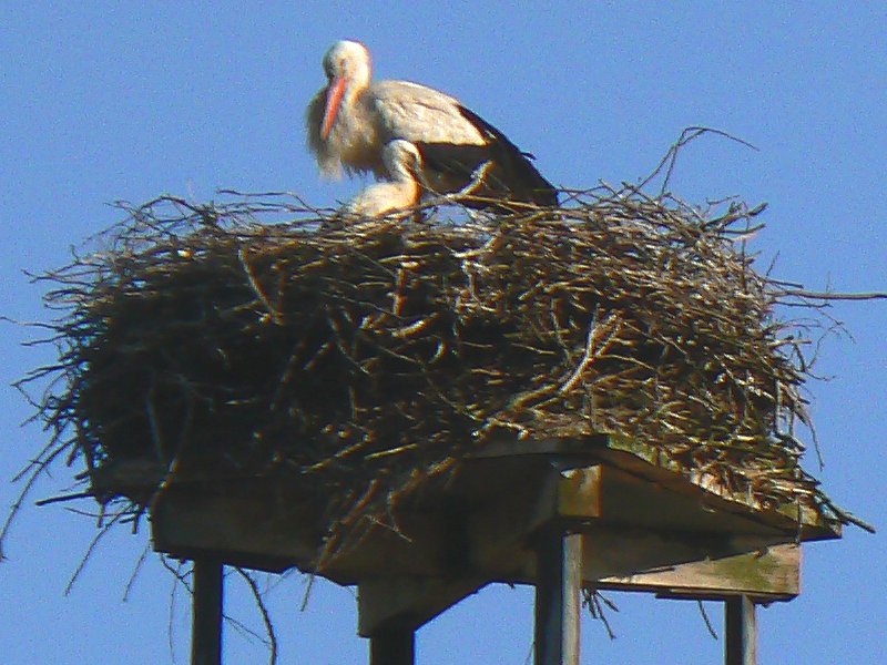 Weißstorch mit Jungem