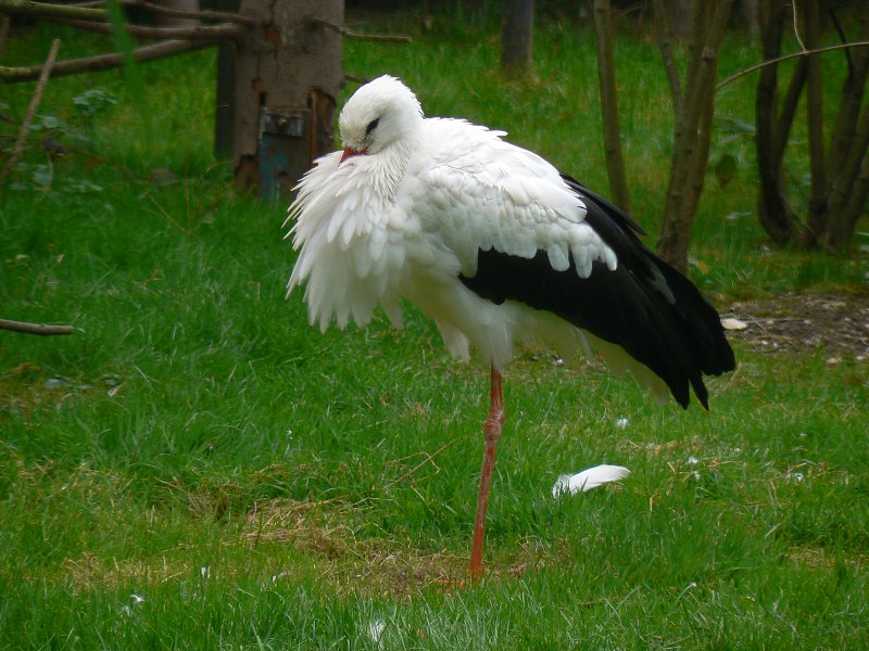 Störche