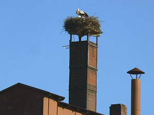 St�rche auf dem Brauereischlot