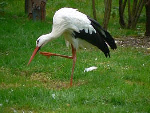 Storch