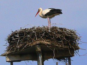 Storchennest