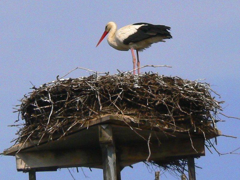 Storchennest