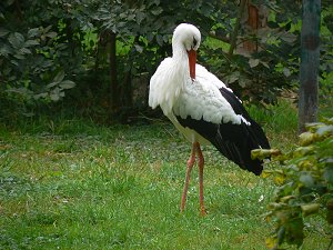 Wildpark H�llohe bei Burglengenfeld