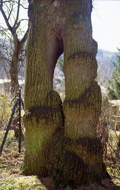 Oak Tree with two legs