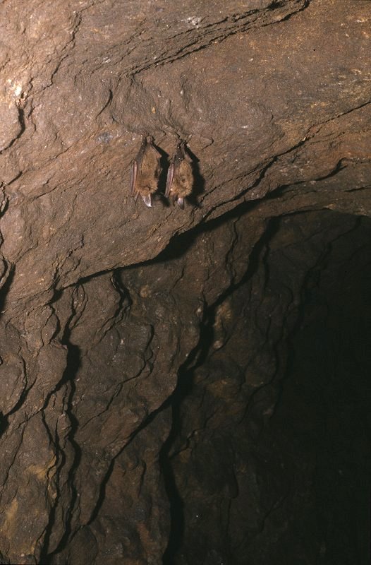 Fledermäuse