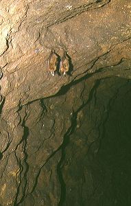 Flederm�use