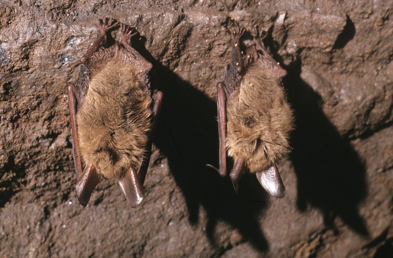 Fledermäuse