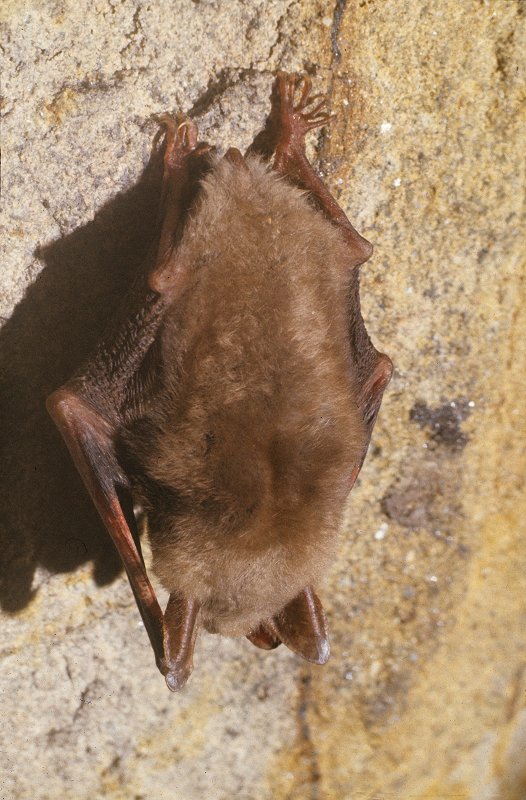Fledermaus