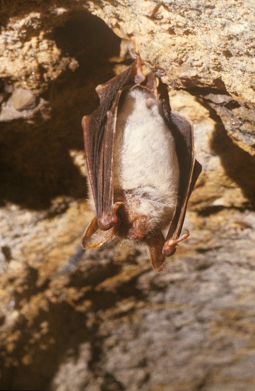 Fledermaus