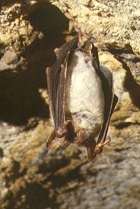 Flederm�use