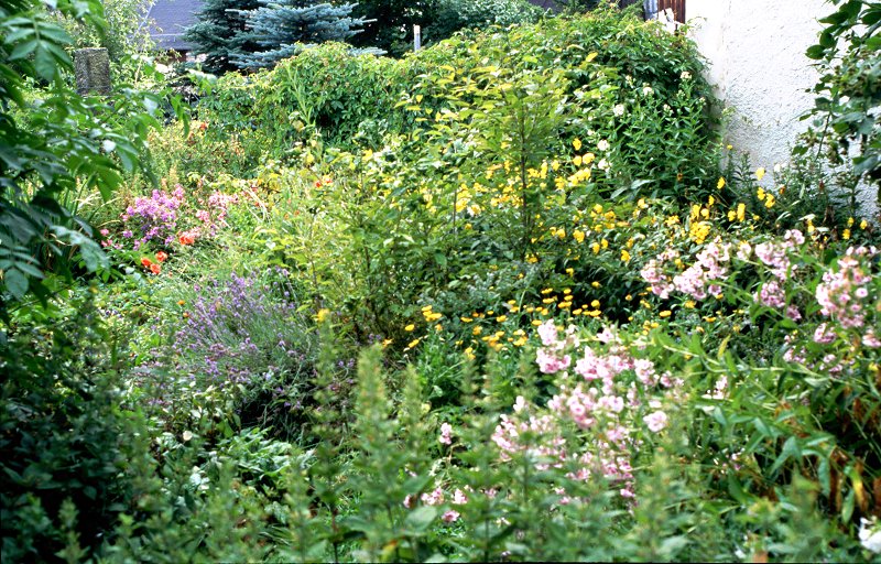 Mein Garten im August 2004