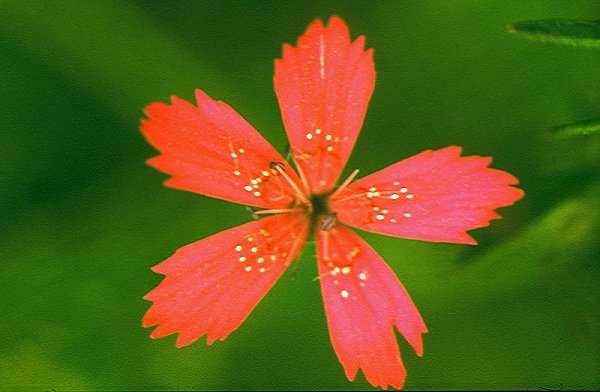 Maiden Pink - Dianthus deltoides