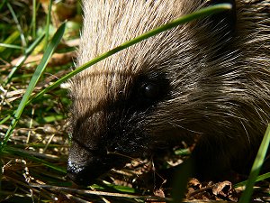 Igel