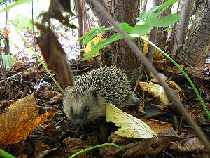 Igel im Fichtelgebirge