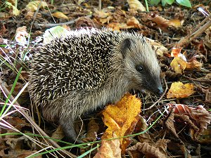 Igel