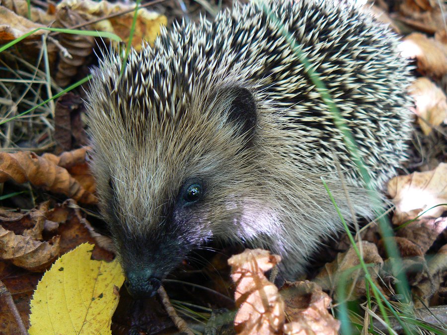 Igel (Erinaceus europaeus)
