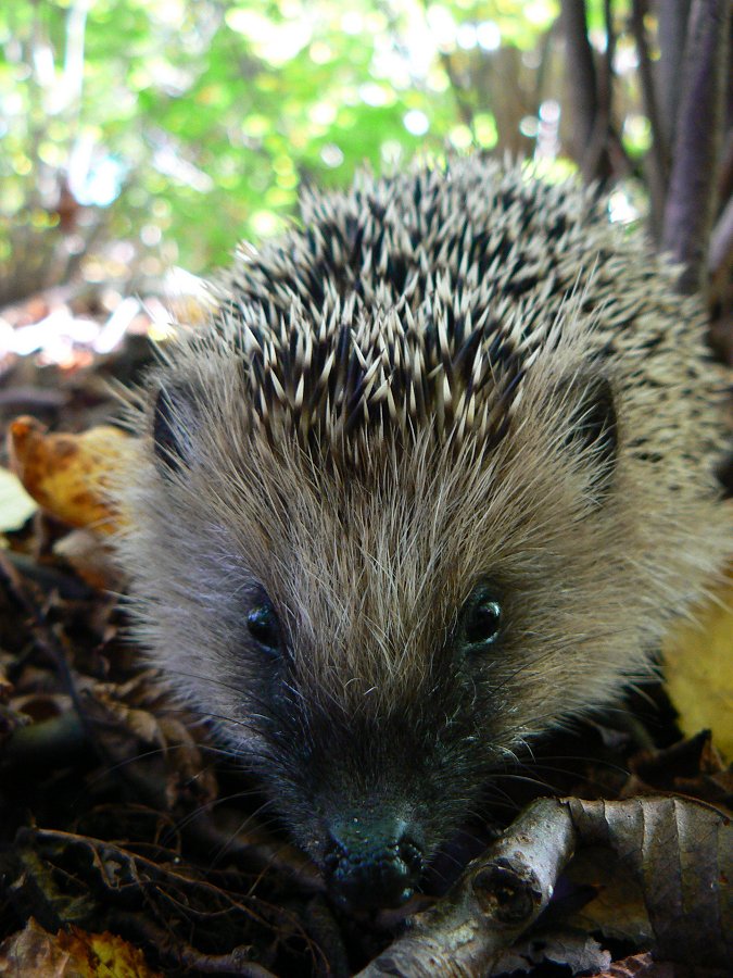 Igel (Erinaceus europaeus