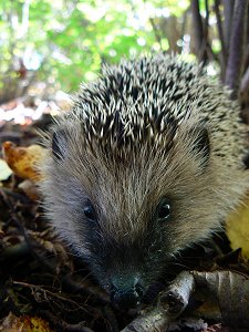Igel