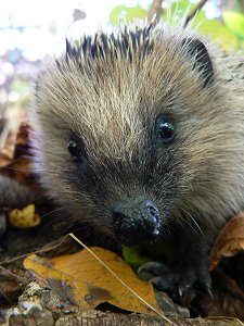 Igel