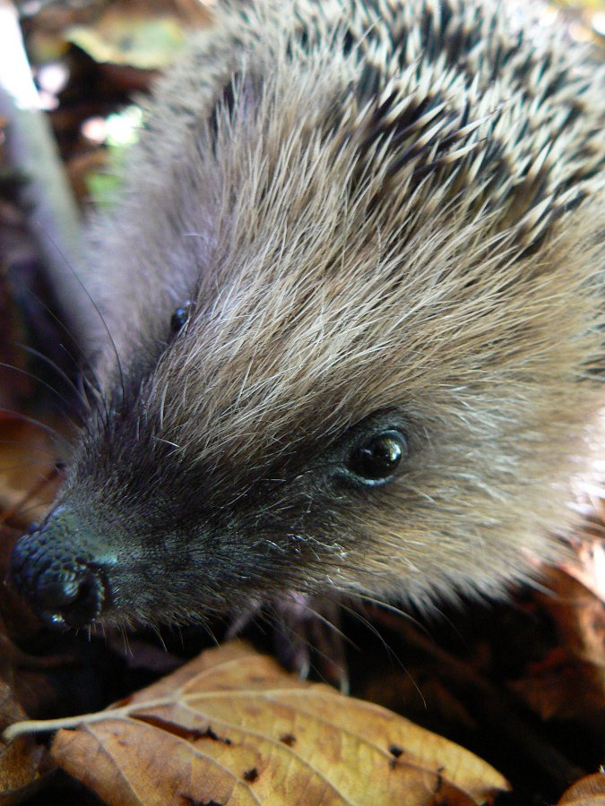 Igel (Erinaceus europaeus
