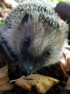 Igel