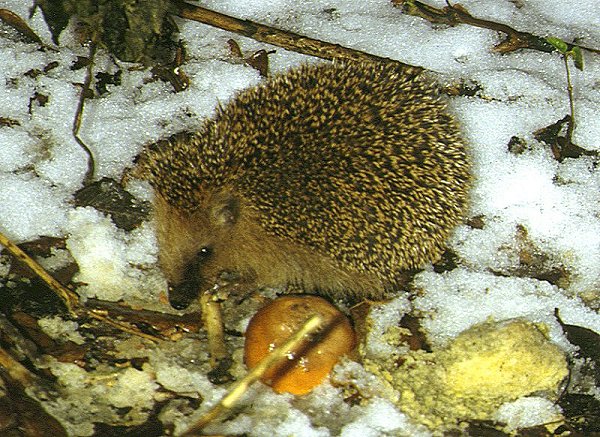 Igel (Erinaceus europaeus)