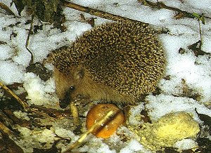Igel am Komposthaufen