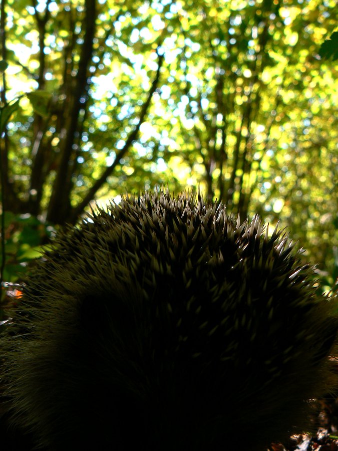 Igel (Erinaceus europaeus