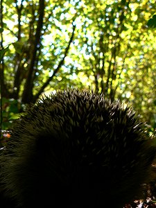 Igel
