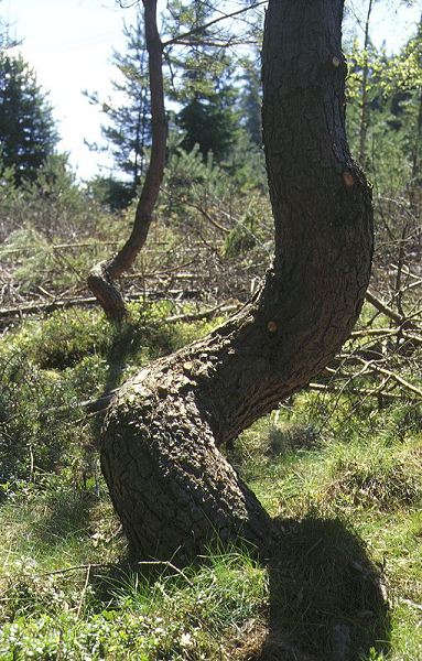 Pines with habitus like a corkscrew