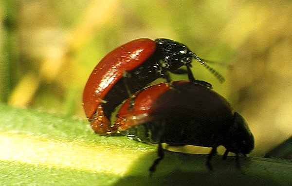 Poplar Leaf Beetle - Melasoma populi