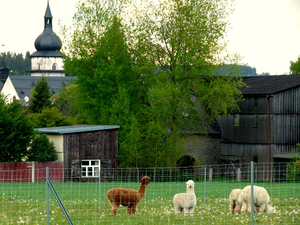 Alpakas bei Marktleuthen im Fichtelgebirge