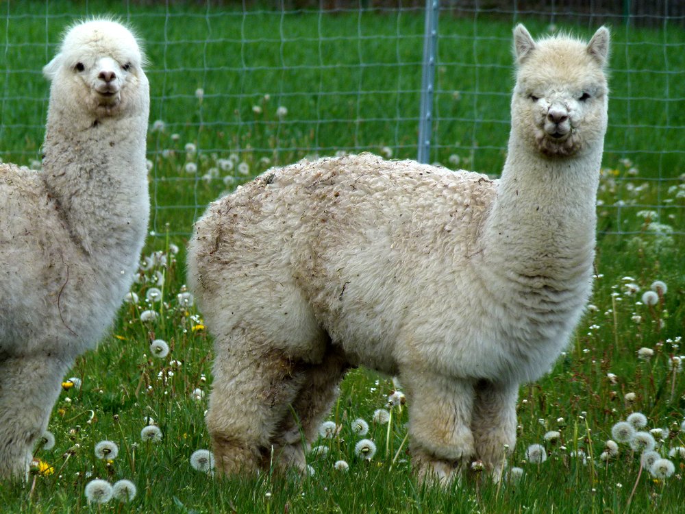 Alpakas