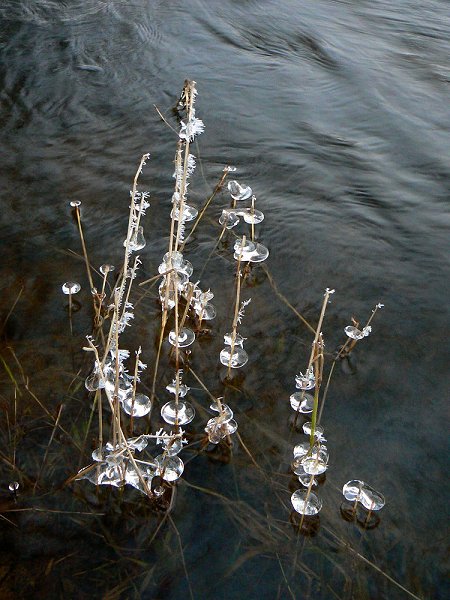 Eisscheiben an Wasserpflanzen